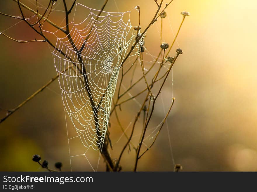 Spider Web, Arachnid, Spider, Invertebrate