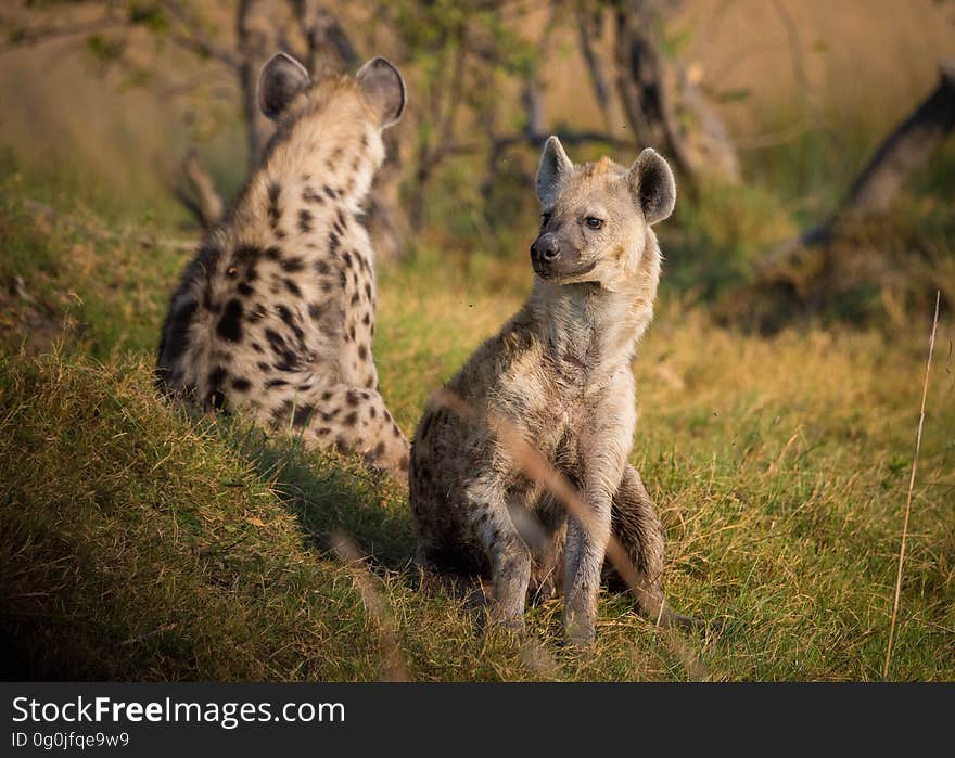 Wildlife, Terrestrial Animal, Hyena, Mammal