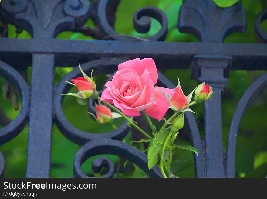 A Rose from Venice to my eternal beloved Elsbeth Dyckhoff