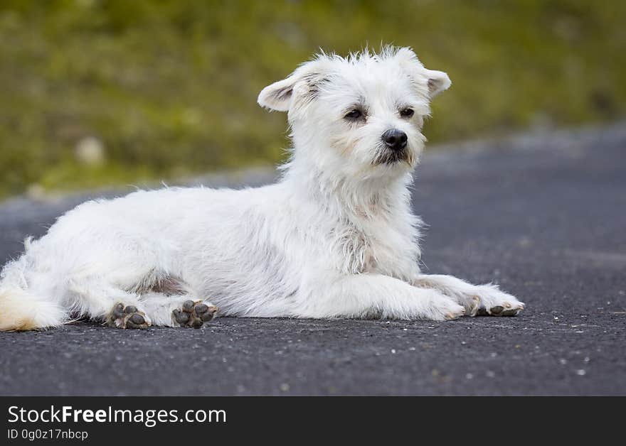 White Long Coated Dog