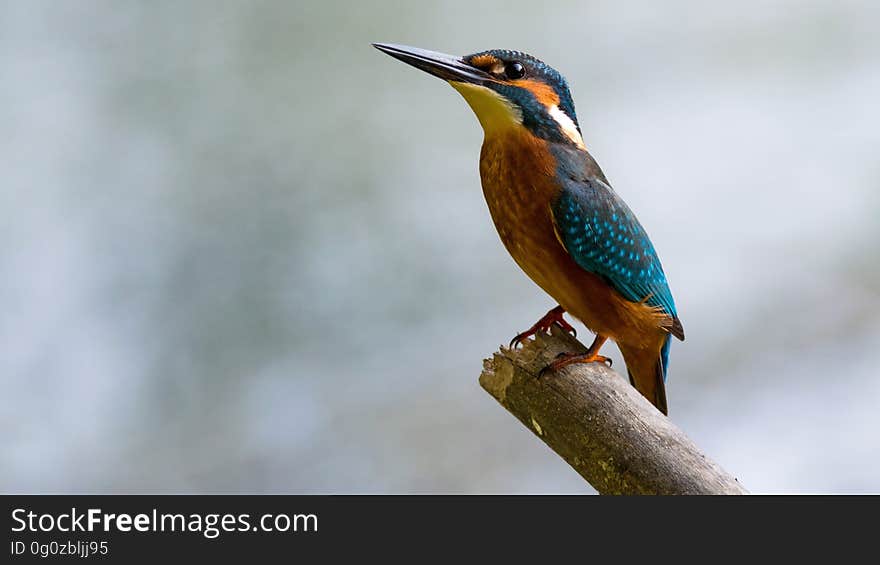 Close-up of Bird Perching on Branch