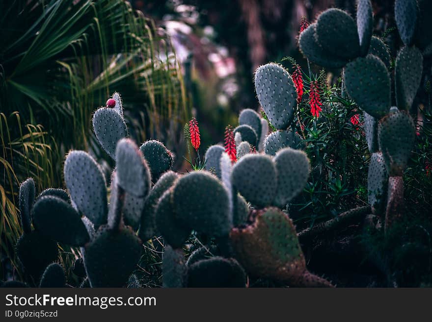 A close up of cactus plants in the nature.