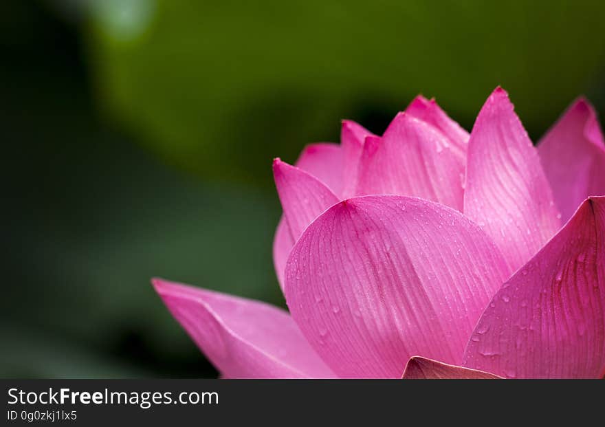 Lotus Flower Blooming during Daytime