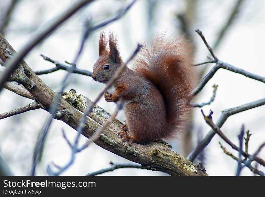 Brown Squirrel on Branch at Daytime