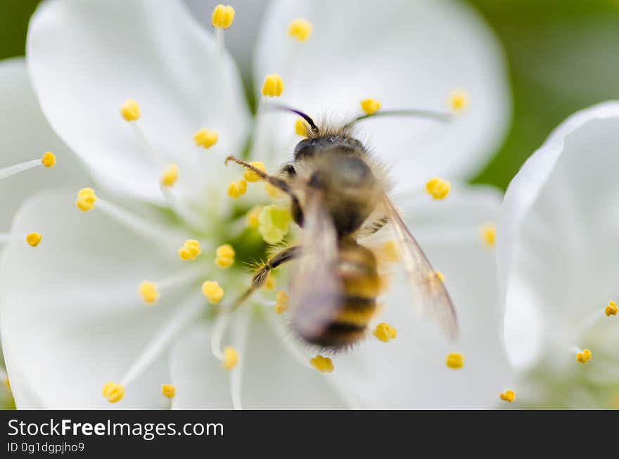 A bee gathering nectar and pollen from an apple tree flower. A bee gathering nectar and pollen from an apple tree flower.