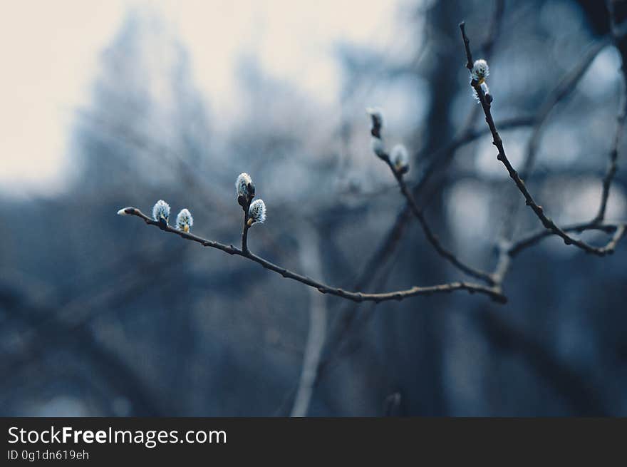 A close up of a tree branch with catkins in the springtime. A close up of a tree branch with catkins in the springtime.