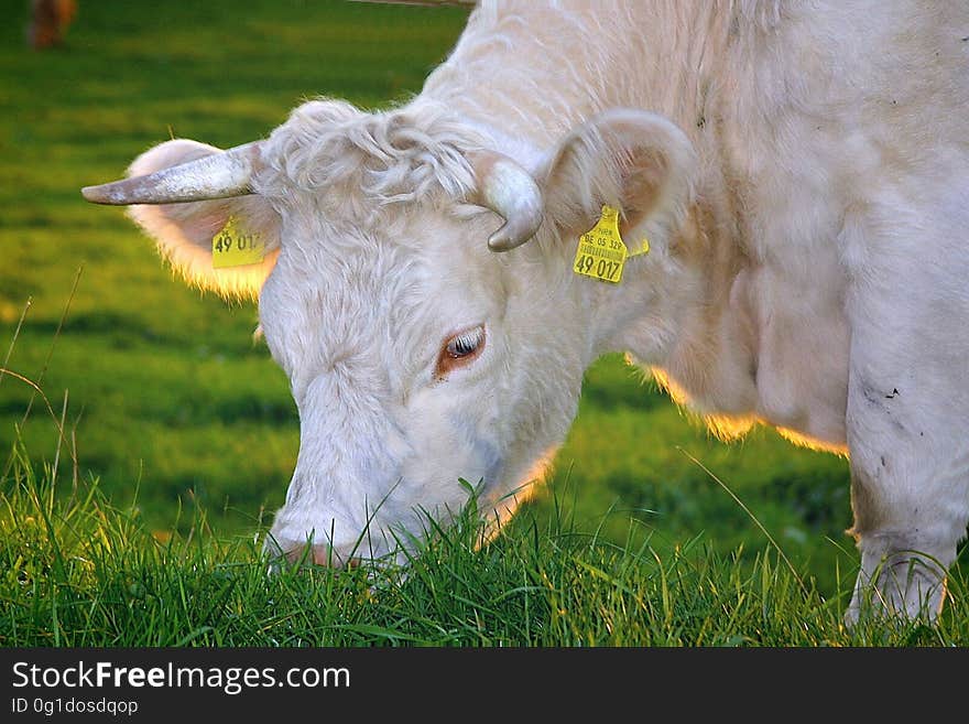 White Cow Eating Green Grass