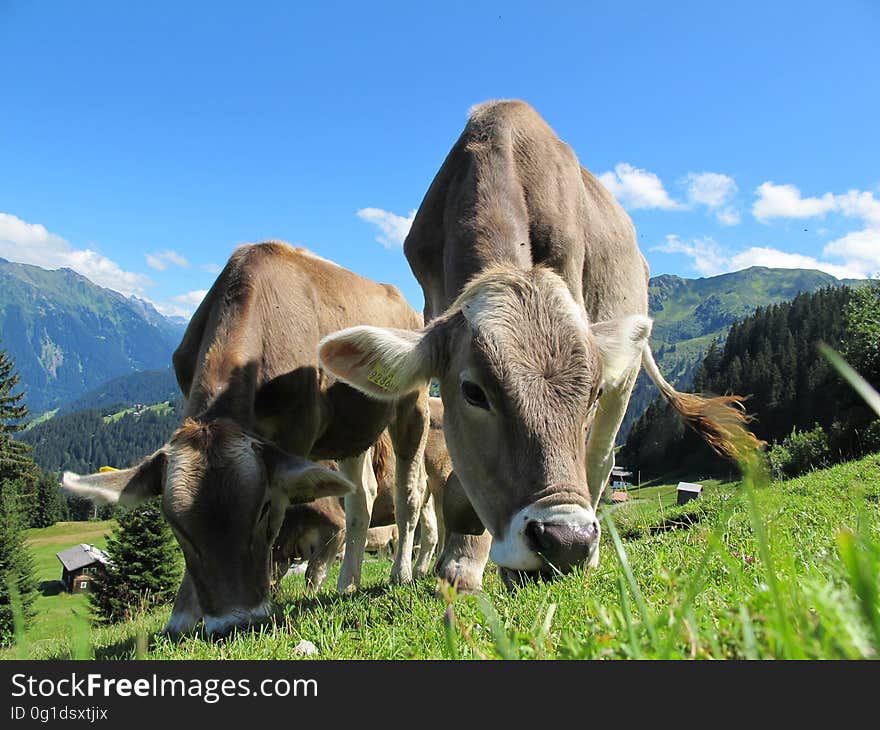 Closeup of dairy cows grazing in mountain pasture, background high mountains and blue sky.