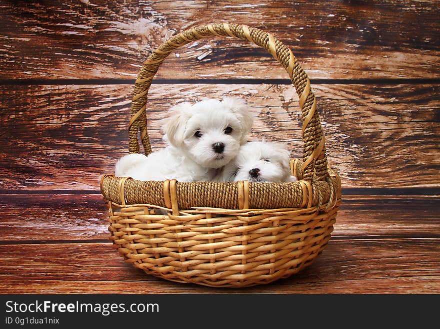 Dog Like Mammal, Dog, Maltese, Dog Breed