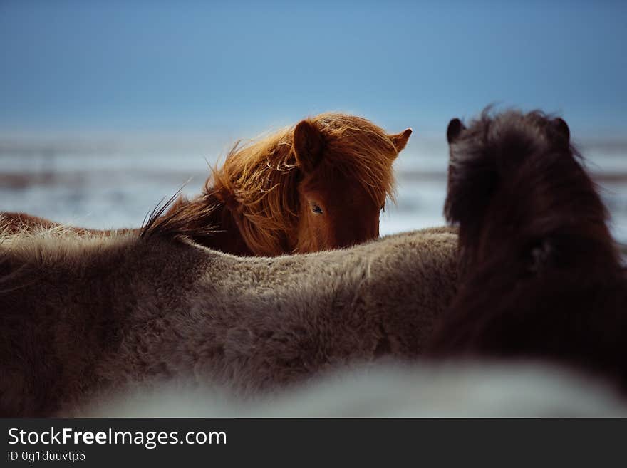 Mane, Horse Like Mammal, Horse, Sky