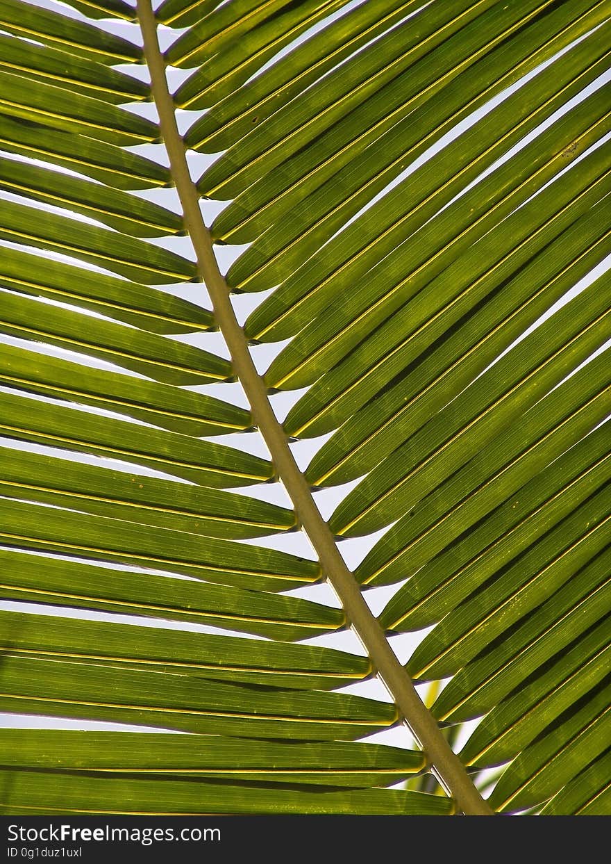 Leaf, Vegetation, Palm Tree, Arecales