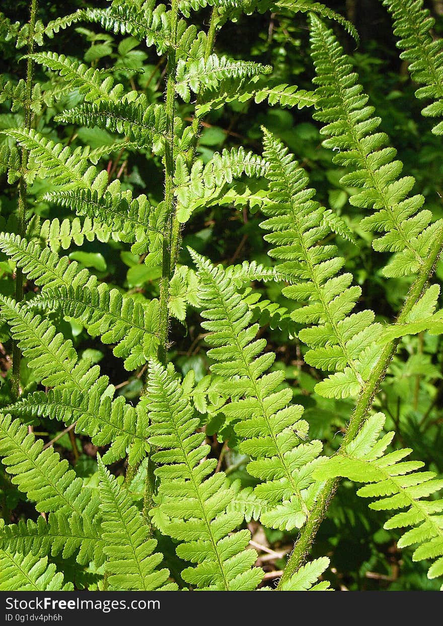 Plant, Ferns And Horsetails, Ostrich Fern, Fern