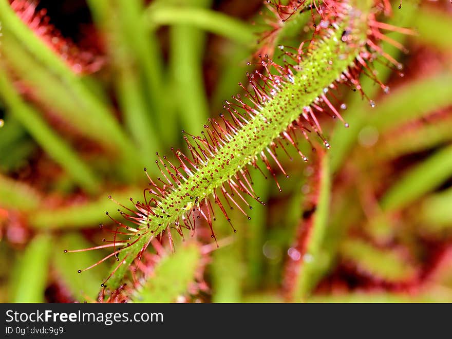 Plant, Vegetation, Flora, Close Up