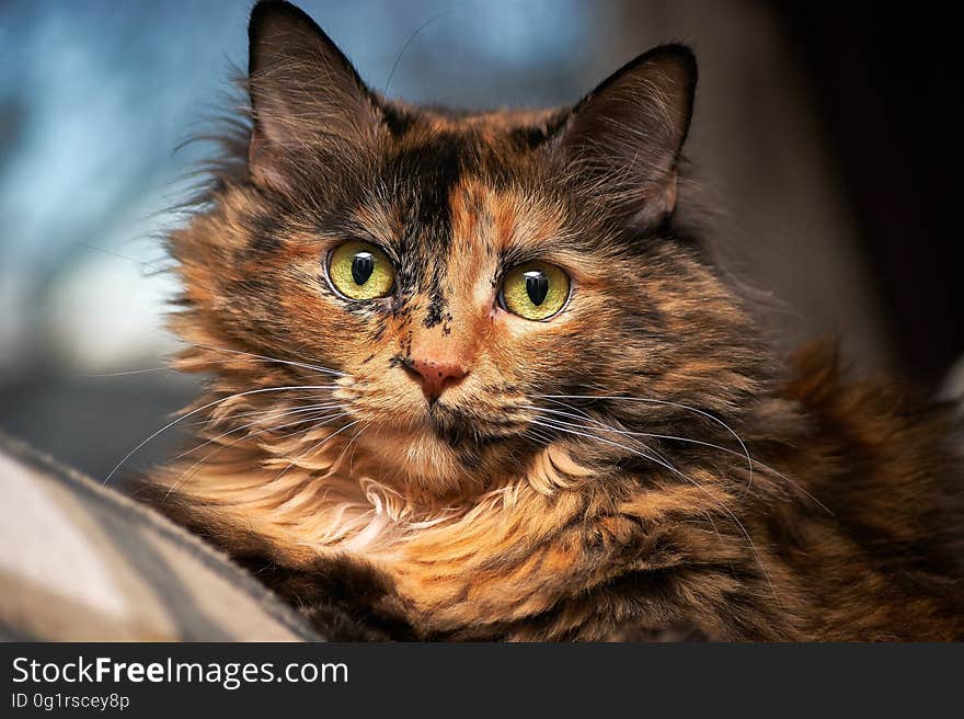 Tortoiseshell Cat in Selective Focus Photography