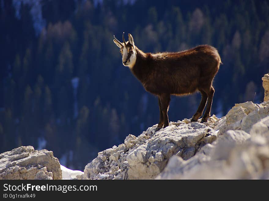 A mountain goat standing on a rock on the slope of a mountain.