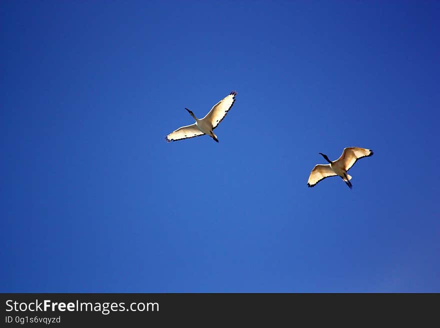 Sea Gull Flying Under Blue Sky during Daytime