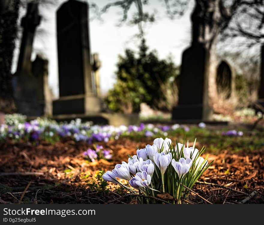 Purple Crocus in Bloom during Daytime