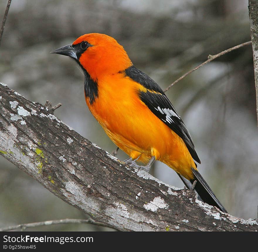 An orange Baltimore oriole (Icterus galbula), a small icterid blackbird sitting on a branch. An orange Baltimore oriole (Icterus galbula), a small icterid blackbird sitting on a branch.