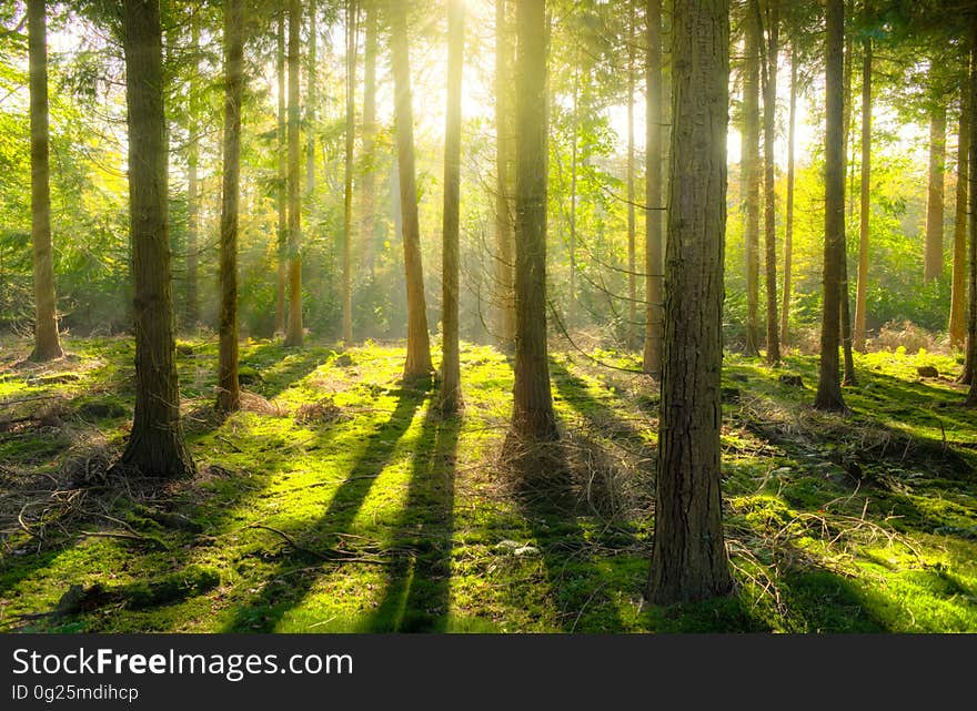 A forest with sun rays coming through the trees. A forest with sun rays coming through the trees.