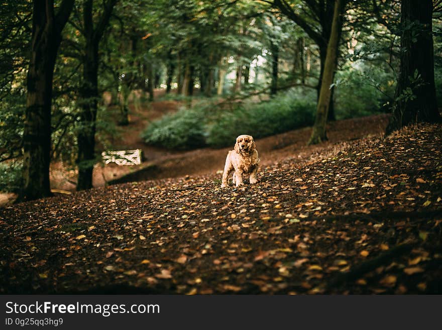 A dog in the forest in the autumn. A dog in the forest in the autumn.