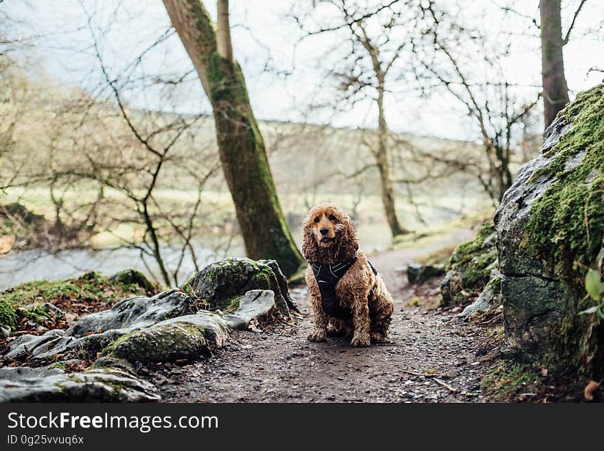 Golden spaniel sitting patiently on a country path beside rocks and trees in Winter awaiting its master. Golden spaniel sitting patiently on a country path beside rocks and trees in Winter awaiting its master.