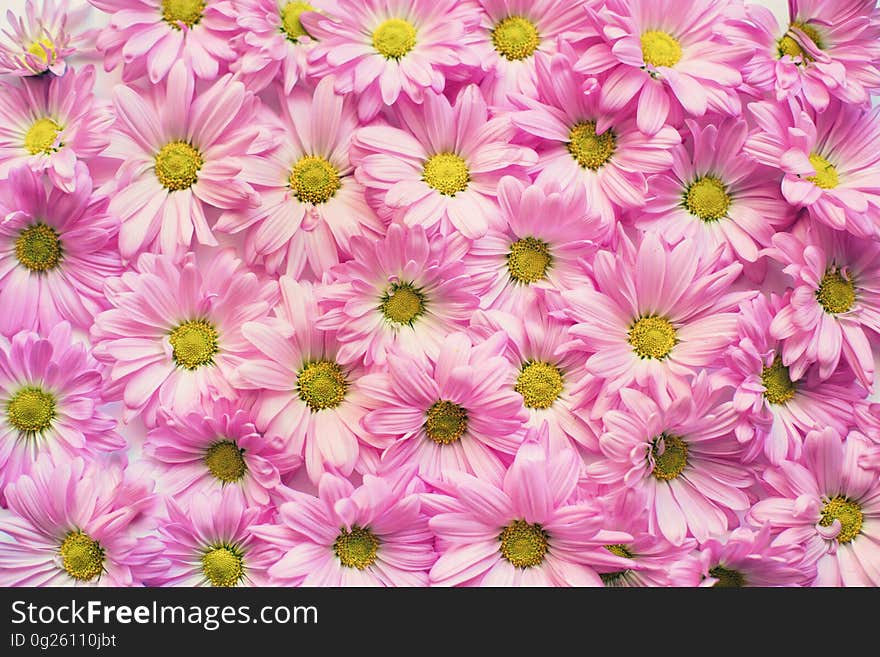 Background of beautiful pink daisy flowers in bloom. Background of beautiful pink daisy flowers in bloom.