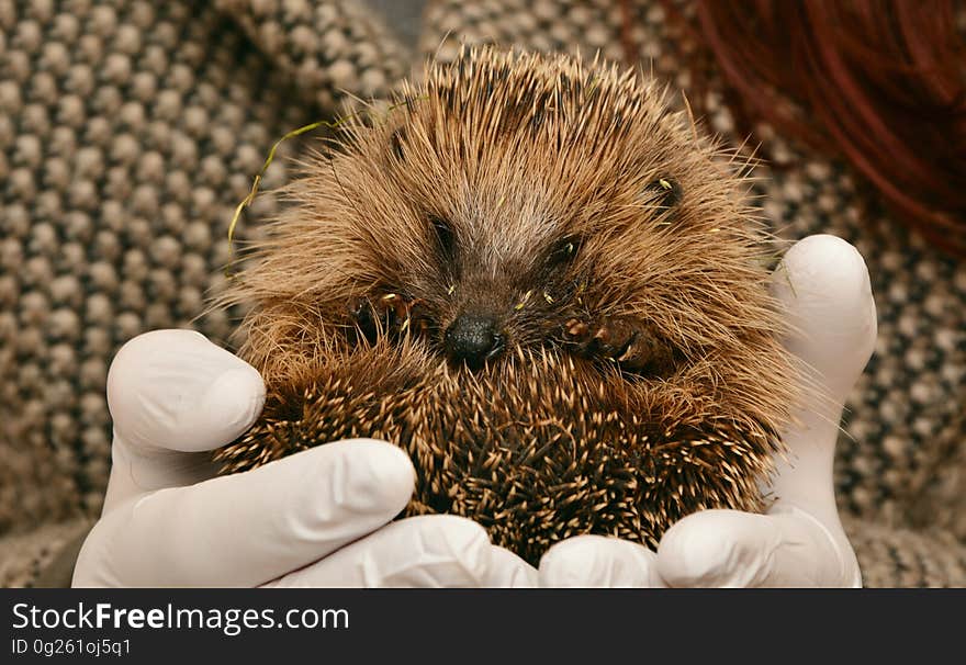 Person wearing protective gloves holding hedgehog. Person wearing protective gloves holding hedgehog.