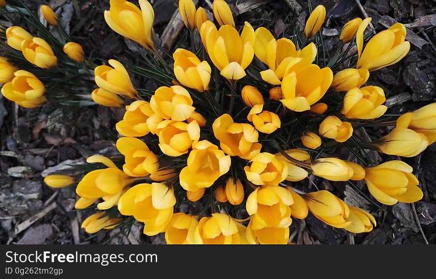 Background created by a large number of yellow Spring tulips some open and others still in bud viewed from above. Background created by a large number of yellow Spring tulips some open and others still in bud viewed from above.