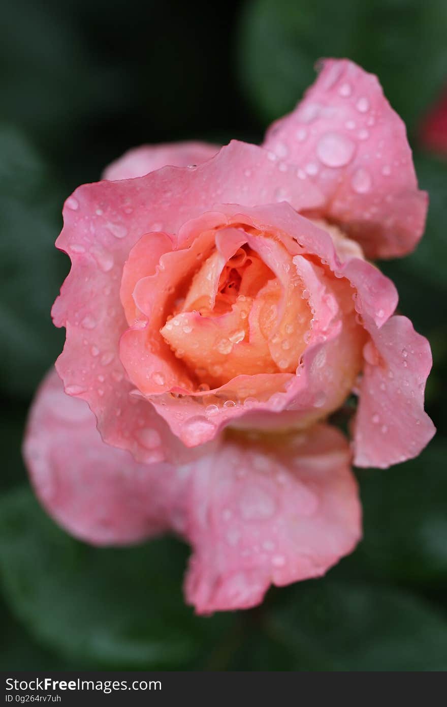 Close Up Photography of Pink Petaled Flower With Water Dew