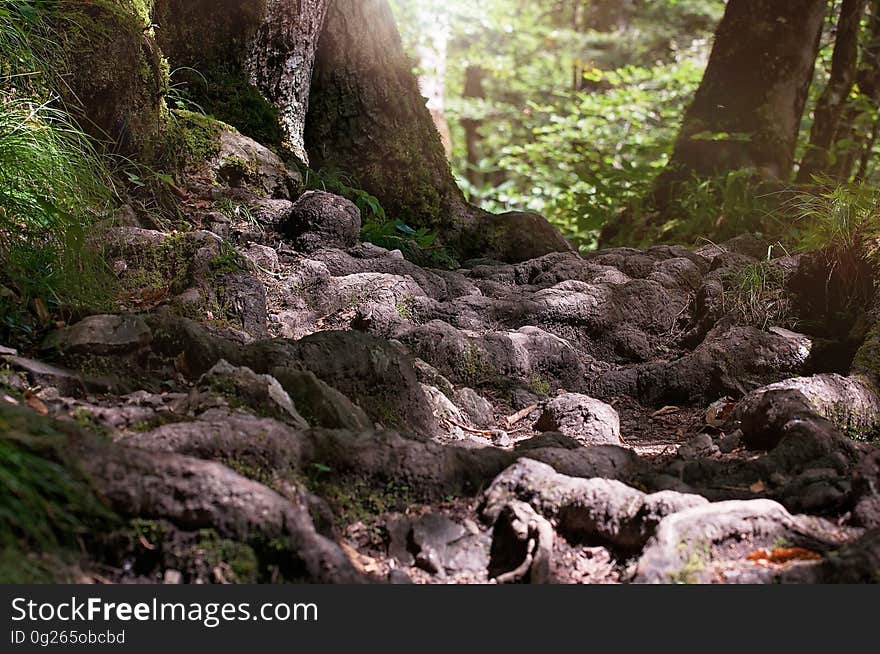 Nature, Vegetation, Rock, Wilderness