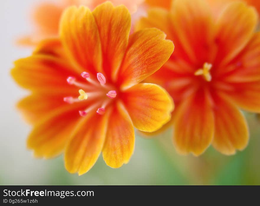 Flower, Yellow, Orange, Flora