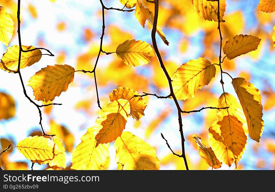 Branch, Leaf, Yellow, Autumn