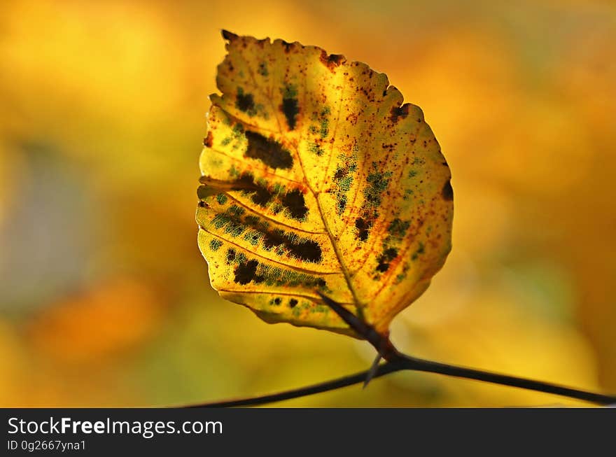 Leaf, Close Up, Macro Photography, Autumn