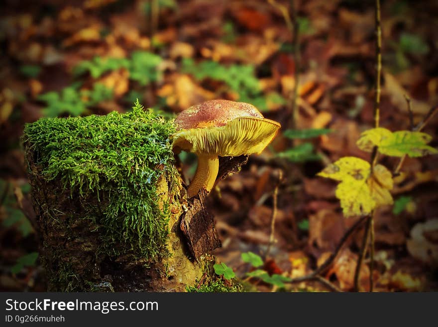 Fungus, Vegetation, Mushroom, Ecosystem