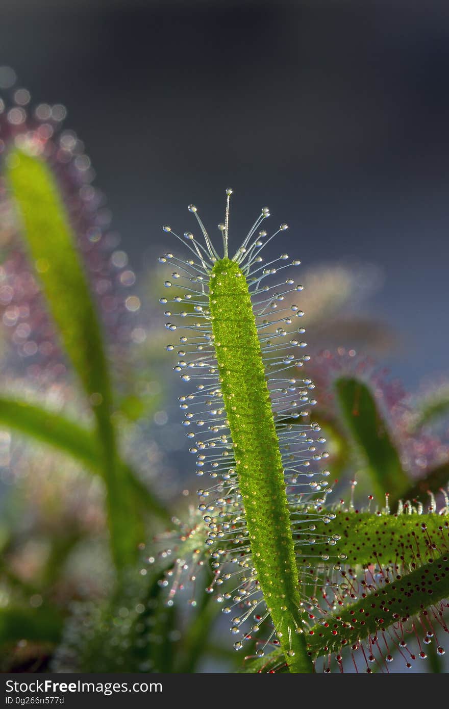 Vegetation, Flora, Close Up, Water