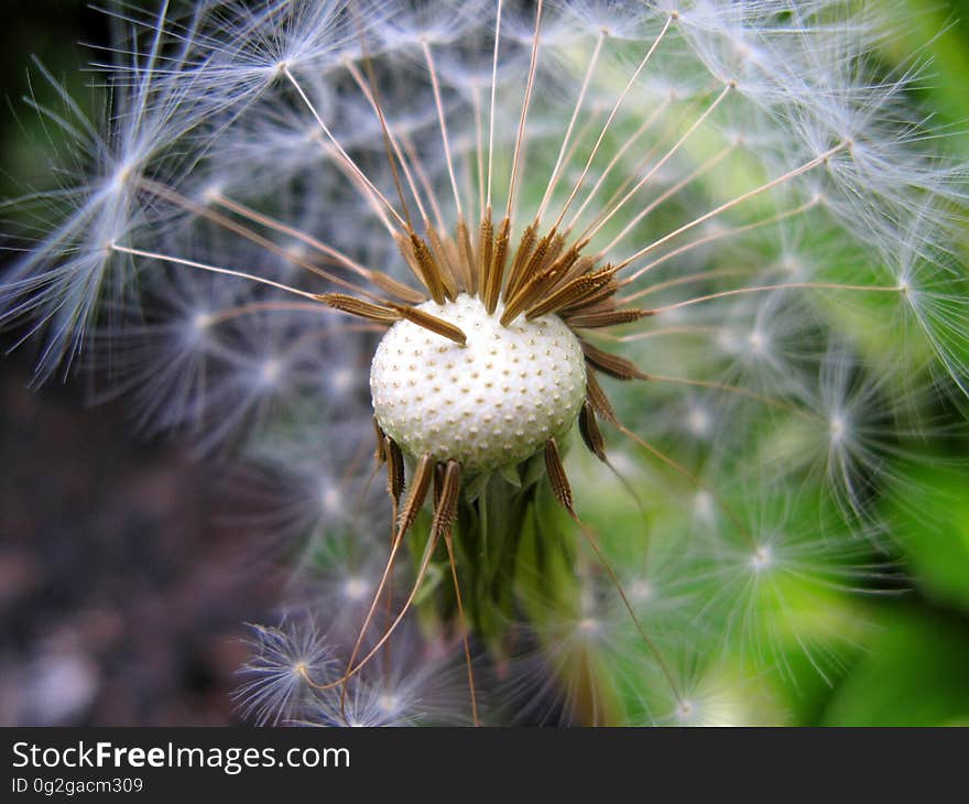 White Flower Photography