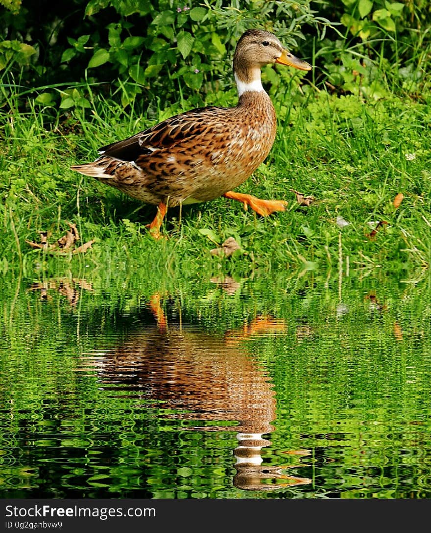 Brown White Black Duck