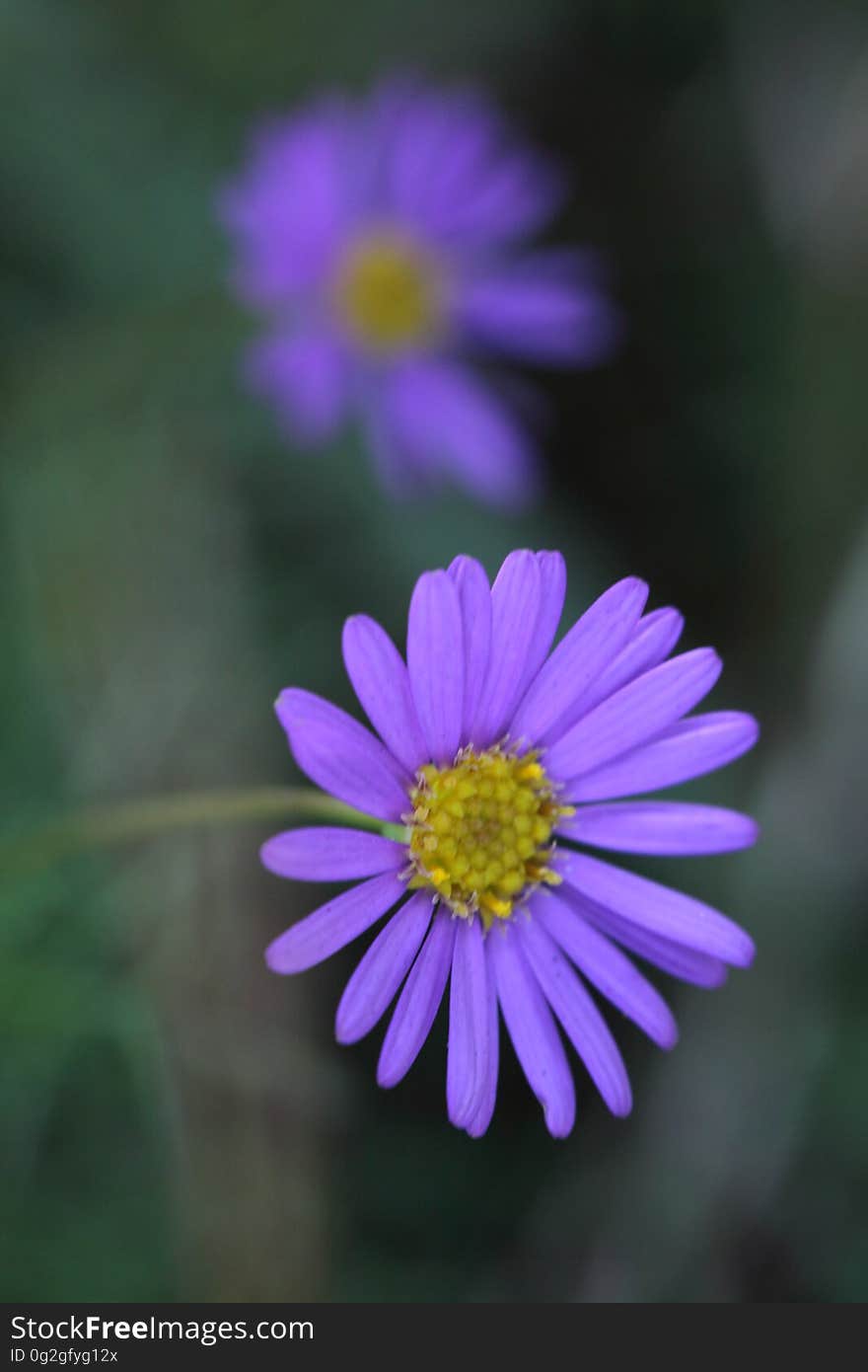 Close Up Photography of Purple Multi Petaled Flower