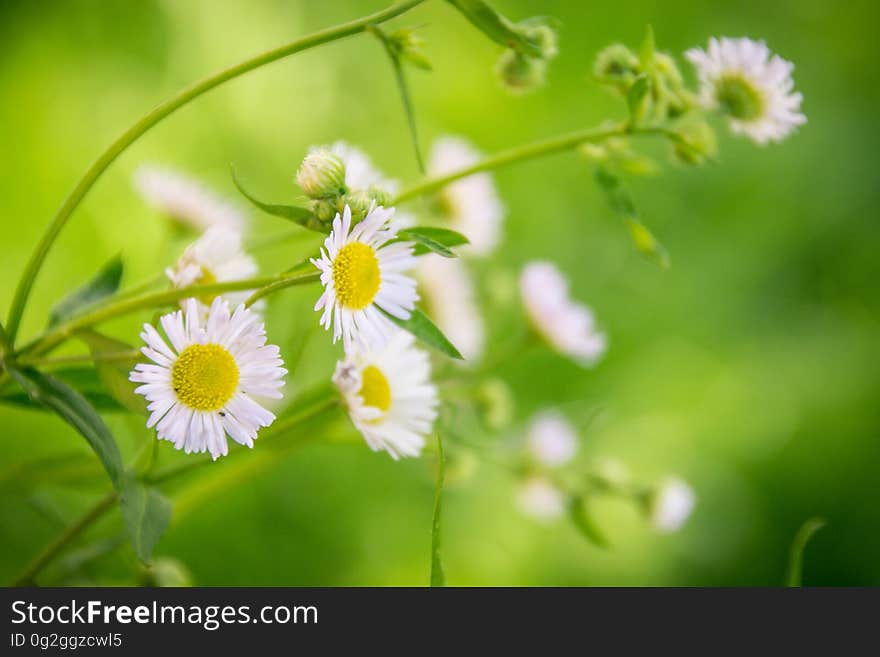 Close-up of Yellow Flowers