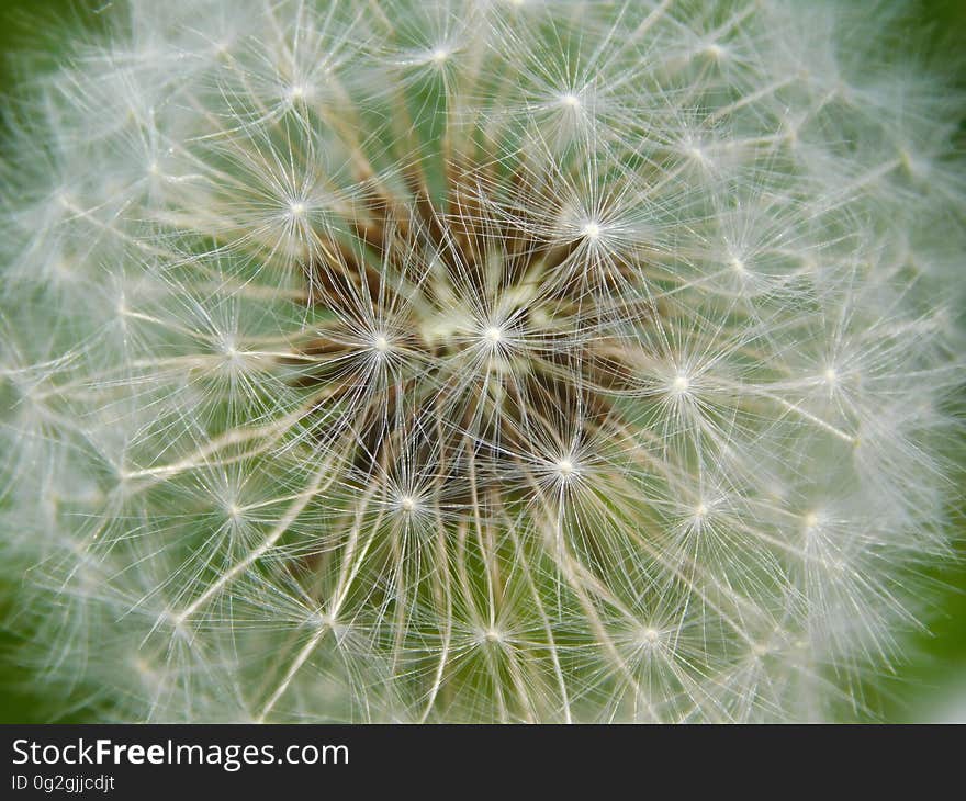 Close up of seed on head of dandelion flower. Close up of seed on head of dandelion flower.