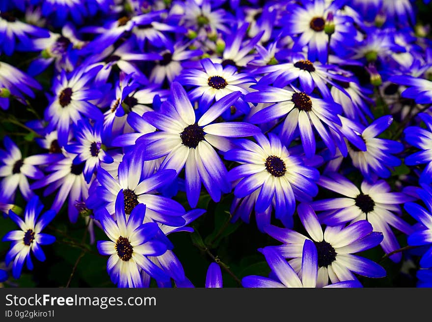 A field of blooming white and blue flowers. A field of blooming white and blue flowers.