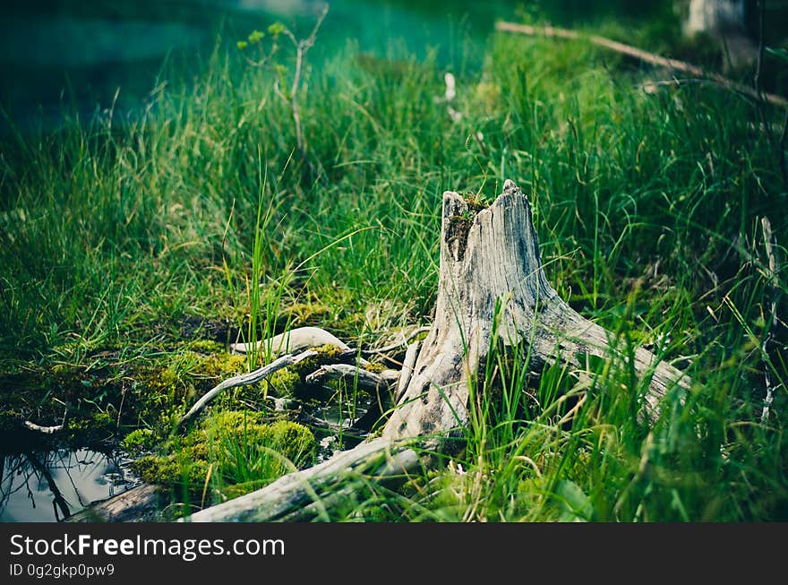 Close up of weathered tree stump in tall green grasses on sunny day. Close up of weathered tree stump in tall green grasses on sunny day.