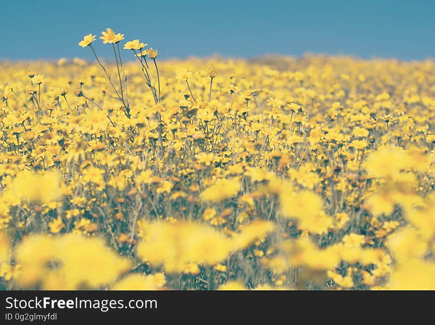 A field with yellow blooming flowers. A field with yellow blooming flowers.