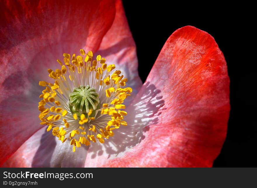 Red Petal Flower