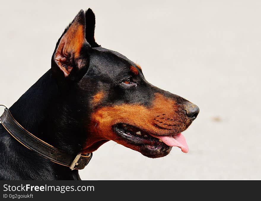 Black and Tan Doberman Pinscher