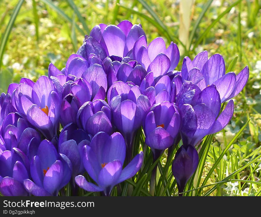 Flower, Plant, Crocus, Flowering Plant