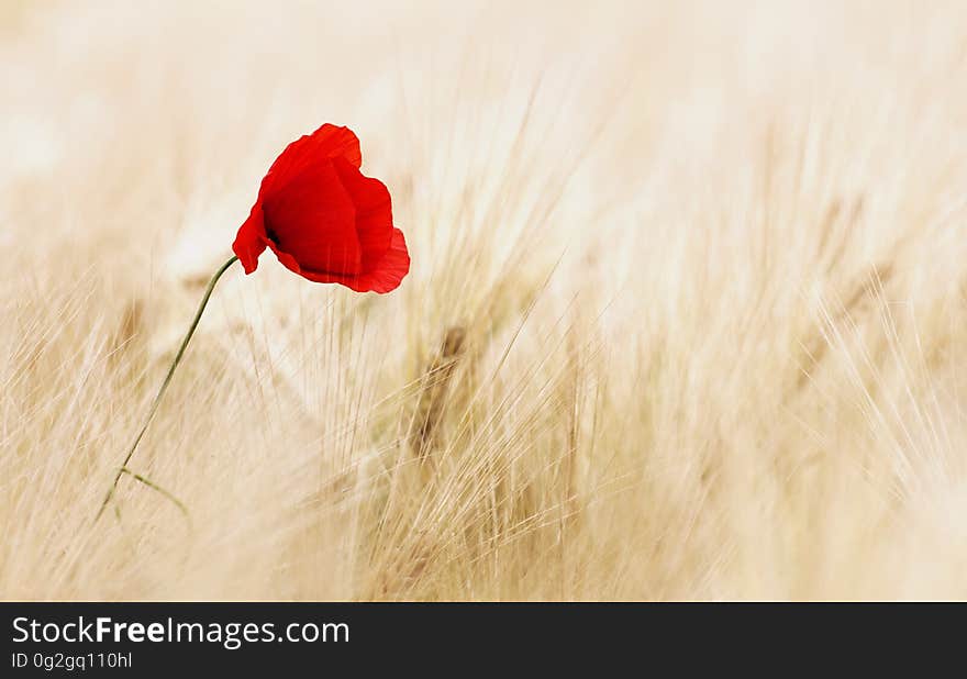 Flower, Red, Coquelicot, Poppy