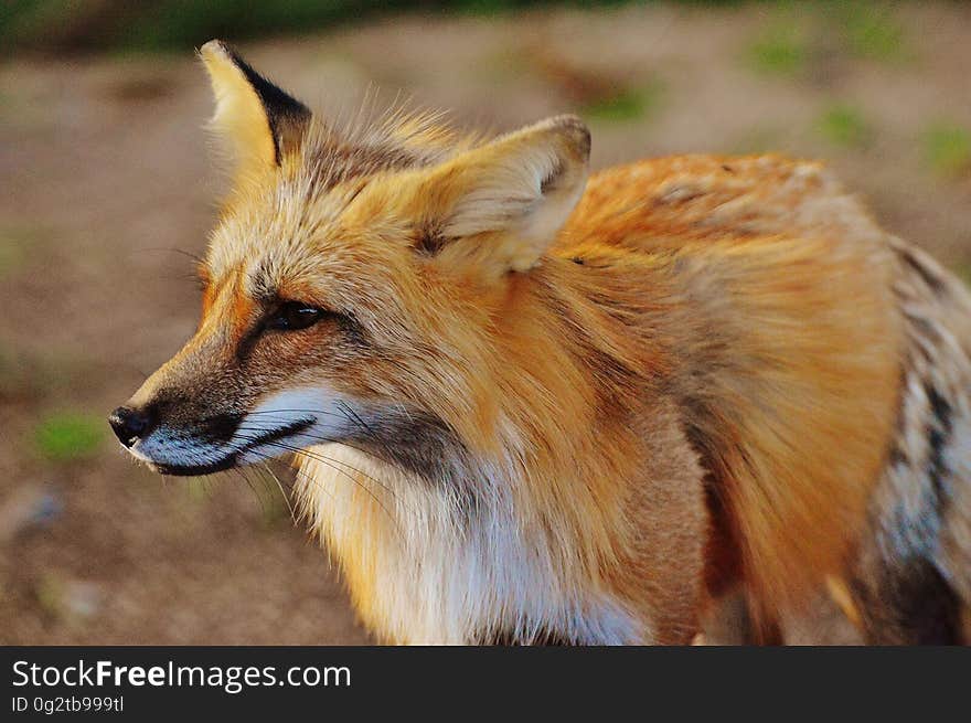 Close Up Photo of True Fox Animal at Daytime