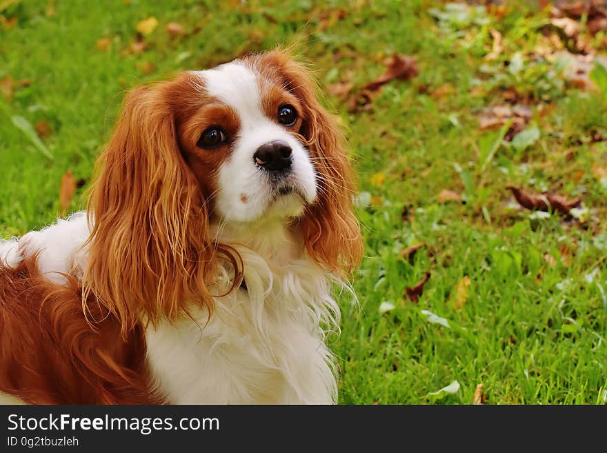 White and Chocolate Long Coat Dog