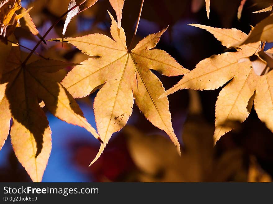 Golden autumn leaves in sunlight.